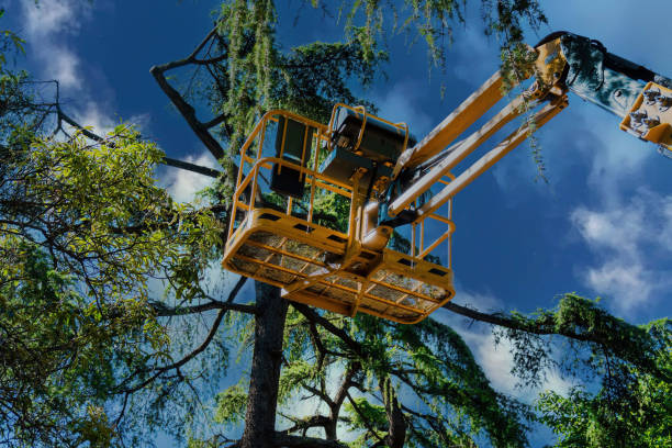 Trusted Deer Park, NY Tree Removal and Landscaping Services Experts